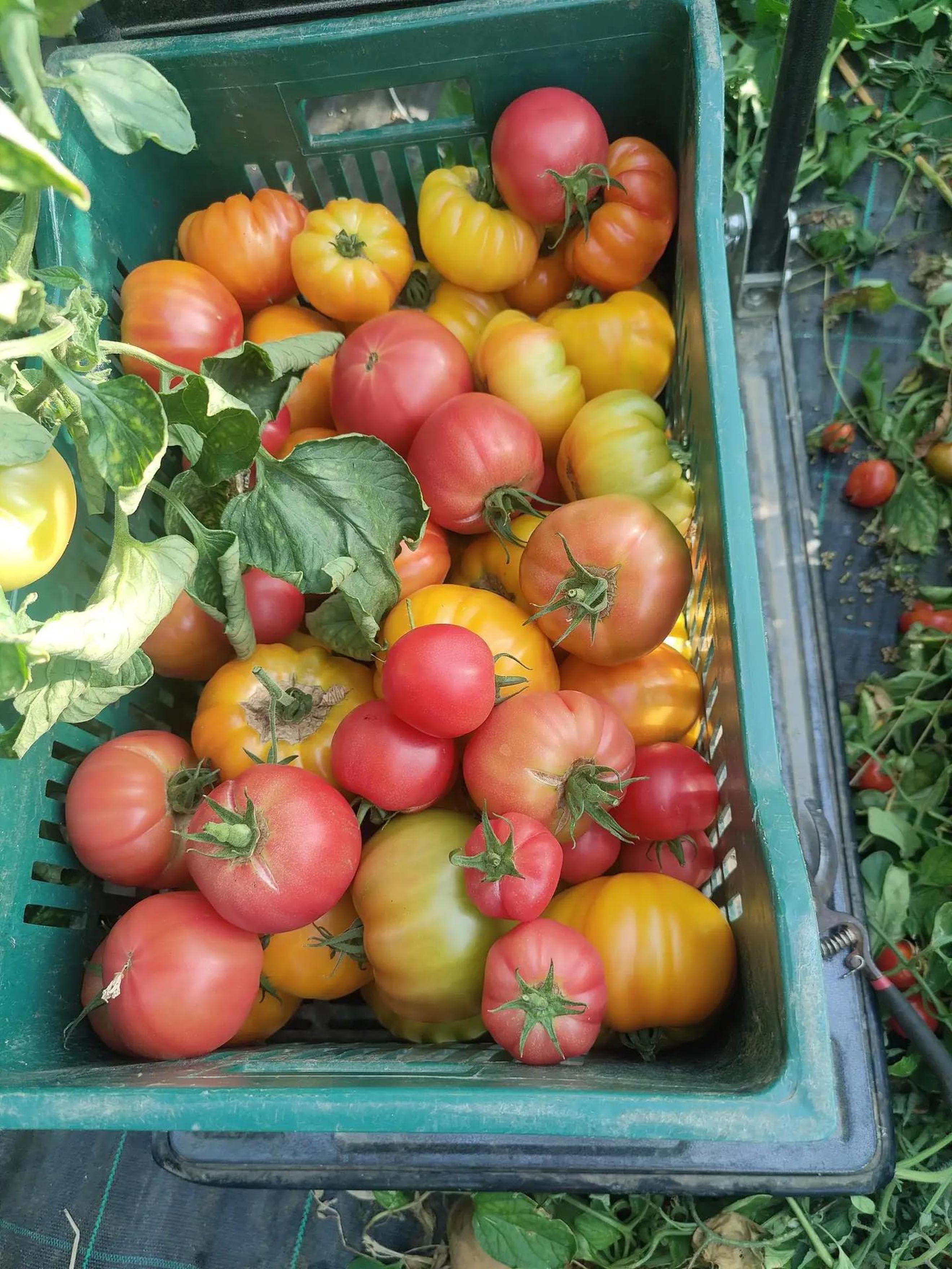 Tomato- Mixed Varieties (900g)